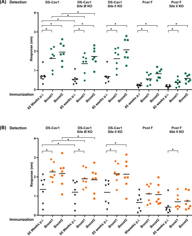 Fig 5. Boost by adjuvanted RSV F DS-Cav1 can focus the RSV immune response to antigenic site Ø and II in elderly mice.