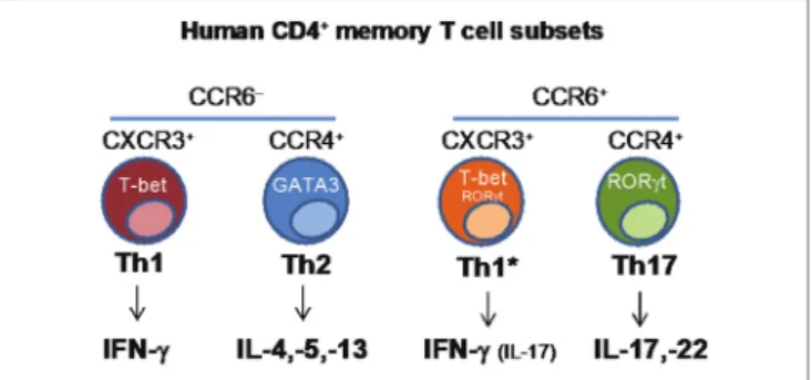FiGURe 2 | Identification of human CD4 +  memory T-cell subsets based on  the differential expression of chemokine receptors.