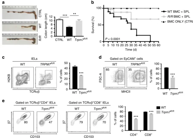 Fig. 7 TRPM7 kinase activity promotes destruction of the host intestinal epithelium by T cells during GVHD
