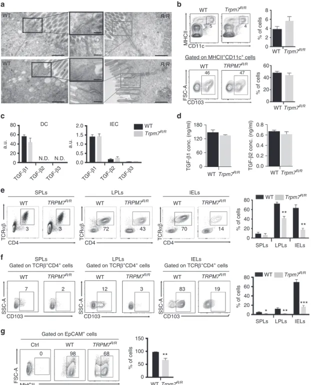 Fig. 4 TRPM7 kinase-dead T cell autonomous defect in in vivo CD103 expression and intra-epithelial localization