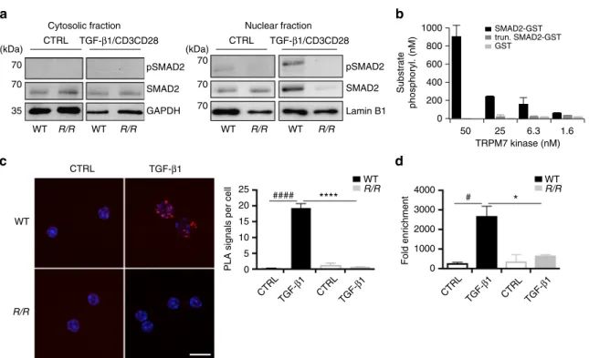 Fig. 6 TRPM7 kinase affects SMAD2 translocation via direct phosphorylation. a Analysis of pSMAD2 translocation into the nucleus