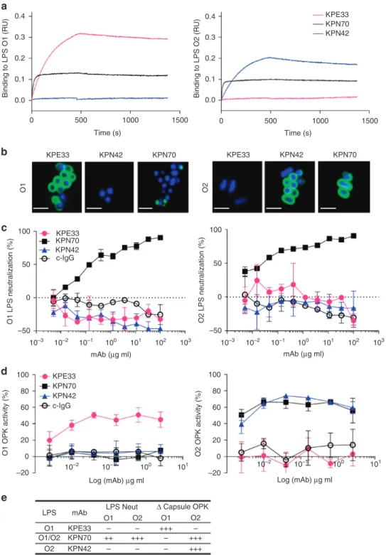 Fig. 4 In vitro characterization of anti-O antigen mAbs. a Association/dissociation curves of K