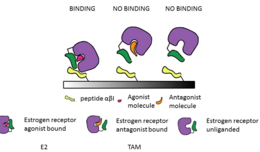 Figure 1. Schematic representation of the approach used for the detection of ERα LBD  agonist and  antagonist compounds