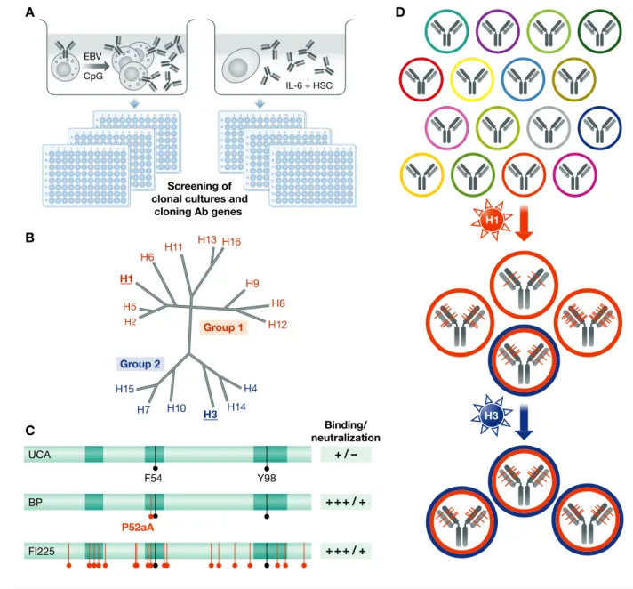 Figure 1. Dissecting human antibody responses to influenza virus: VH-gene polymorphism and somatic mutations.
