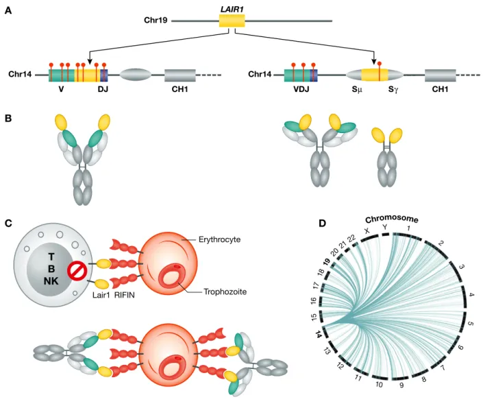 Figure 2. Antibody diversification by templated insertions.