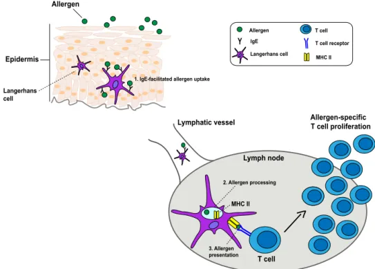 Figure 7.  Hypothetical scheme for the boosting of systemic allergen-specific T cell responses by epicutaneous  allergen application.