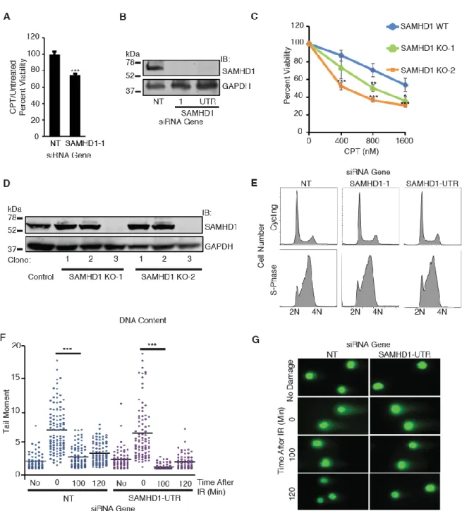 Figure S1 is Related to Figure 1. SAMHD1 Functions in DNA DSB Repair. (A) BEAS-2B cells transfected with  SAMHD1 or NT siRNA were treated with 800 nM CPT for 72 h prior to assaying for cell viability with 