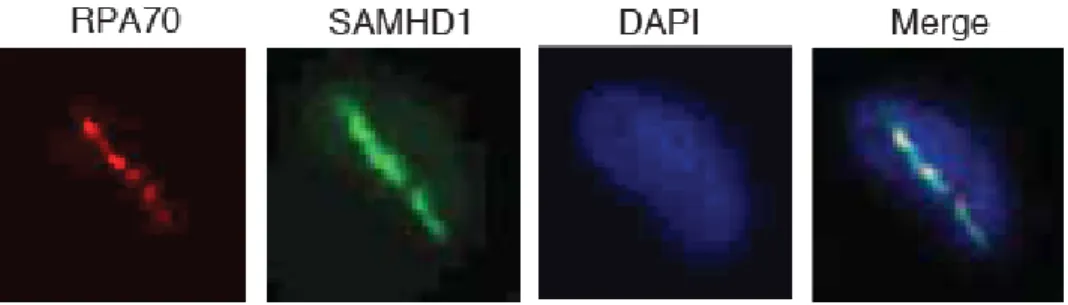 Figure S2 is Related to Figure 2. SAMHD1 Localizes to DSBs in Response to DNA Damage. U2OS cells were  microirradiated with a Photonics 365 nM laser, fixed after 1 min, and processed for indirect immunofluorescence  with anti-RPA70 and H2AX antibodies