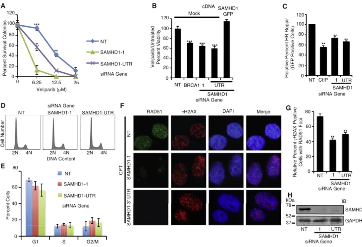 Figure 3. SAMHD1 Functions in DSB Repair by Facilitating HR