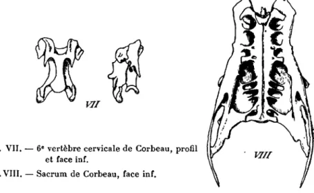 Fig. VII. - 6 e vertèbre cervicale de Corbeau, profil et face inf.