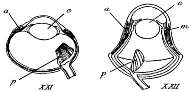Fig. XXI. - Œil de Pigeon: 0, anneau osseux de la sclérotique; c, cristallin;