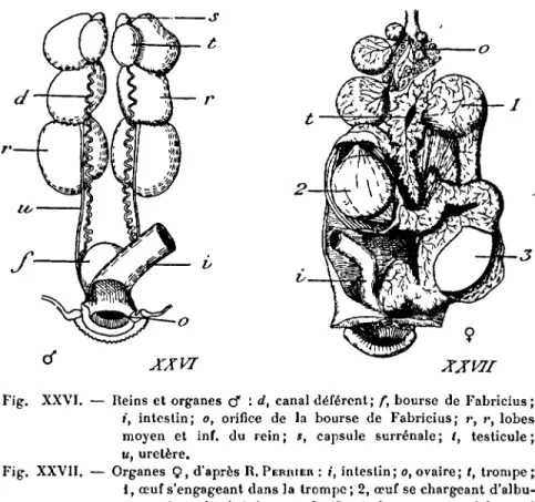 Fig. XXVI. neins et organes cr : d, canal déférent; r, bourse de Fabricius;