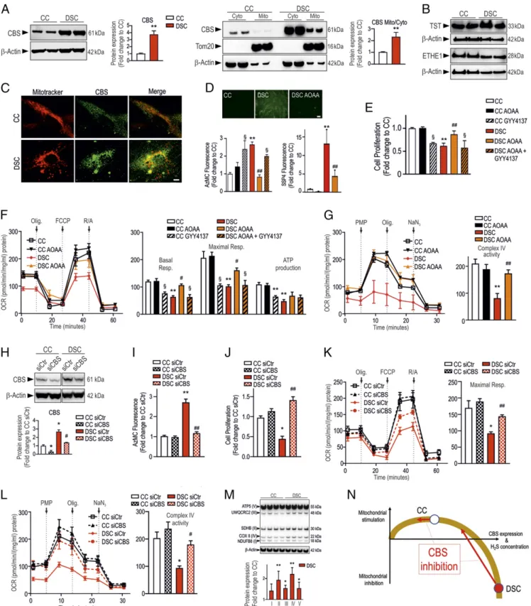 Fig. 1. CBS-derived H 2 S is responsible for the suppression of mitochondrial function in DSCs