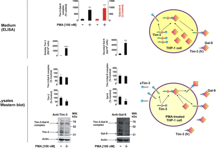 Fig. 3. Co-localization of Tim-3 and galectin-9 in PMA-activated THP-1 cells. Co-localization of Tim-3 and galectin-9 was analyzed in non-permeabilized and permeabilized THP-1 cells following 24 h of exposure to 100 nM PMA using confocal microscopy (see Ma