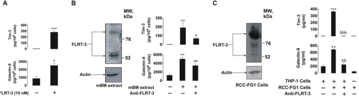 Fig. 6C). Cells were kept together for 16 h in the absence or presence of 5 μ g/ml FLRT3 neutralizing antibody and then galectin-9 and  sTim-3 secretion levels were analyzed