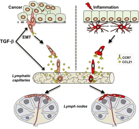 Fig. 1. Cancer cells undergoing TGF- b -induced EMT acquire properties of immune cells allowing them to disseminate through the lymphatic system similar to DCs during inflammation
