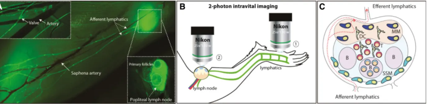 Fig. 2. Intravital imaging techniques to study lymphatic dissemination of cancer cells