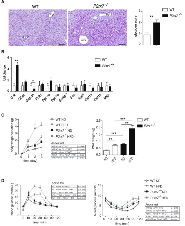 Figure S1. Glycogen accumulation in the liver and enhanced deterioration of glucose metabolism by high-fat  diet in P2rx7 -/-  mice, Related to Figure 1 (A) PAS-stained liver sections from P2rx7 -/-  and WT littermates and  statistical analysis of glycogen