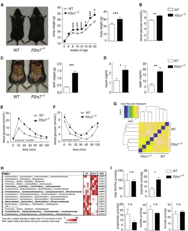 Figure 1. Alterations of Metabolic Parameters and Microbiota Composition in P2rx7 / Mice