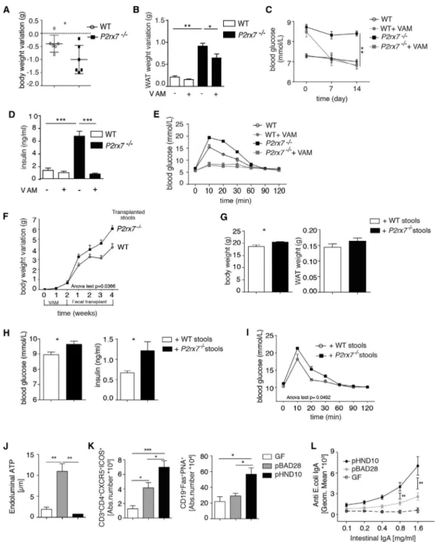 Figure 4. Role of Microbiota of P2rx7 / Mice in Altering Glucose Metabolism