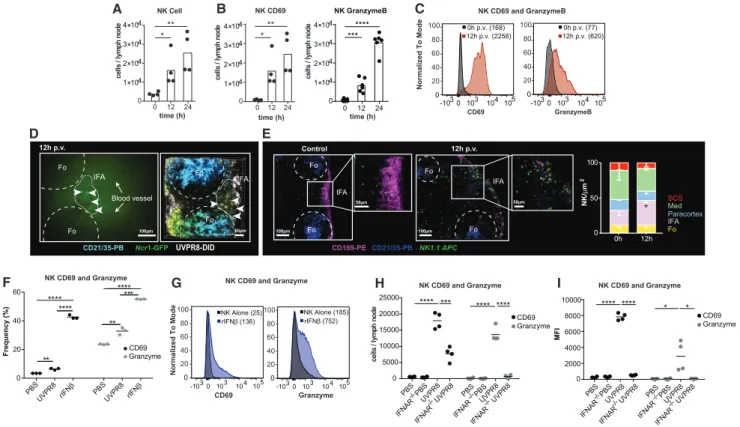 Figure 1. NK Cells Get Recruited to the Popliteal Lymph Node at Early Times after Influenza Vaccination and Are Activated by Type I IFNs (A and B) Flow cytometry showing total NK (A) and CD69+ and GranzymeB+ NK cell numbers (B) in the lymph node (LN) follo