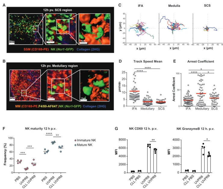 Figure 2. Subcapsular Sinus and Medullary Macrophages Interact Differently with NK, Leading to Their Activation