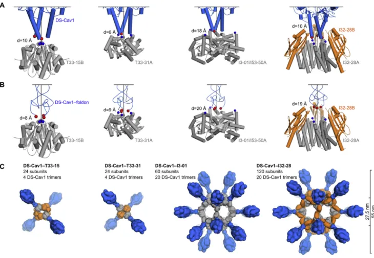 Figure S1. Computational Docking of Antigens and Nanoparticle Subunits and Nanoparticle Immunogen Design Models, Related to Figure 1 (A) Docking of DS-Cav1 (PDB ID 4mmu) to several trimeric nanoparticle components