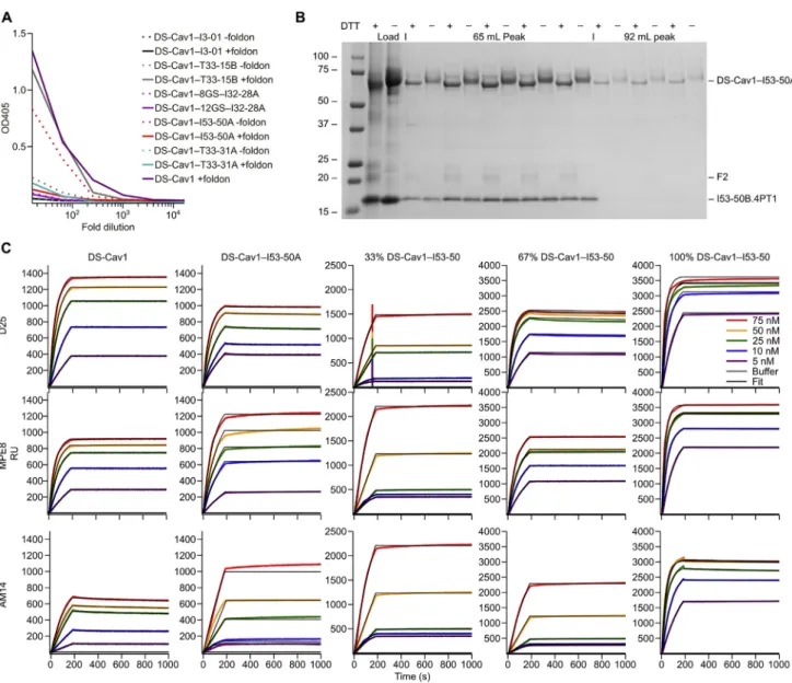 Figure S2. Screening, Biochemical, and Antigenic Characterization of DS-Cav1-Nanoparticle Subunit Fusions, Related to Figure 1 (A) ELISA-based screening of fusion proteins