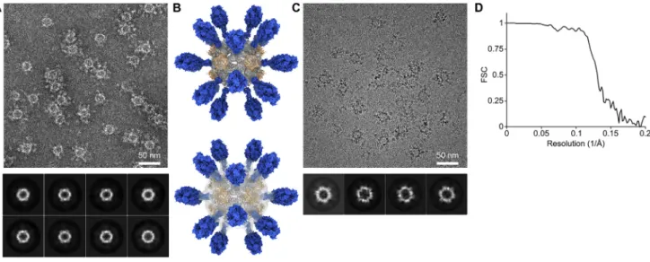 Figure S3. Characterization of DS-Cav1-I53-50 by Negative Stain and Cryoelectron Microscopy, Related to Figure 1 (A) Negative stain electron micrograph of DS-Cav1–I53-50 with associated 2D class averages obtained from 4300 particles.