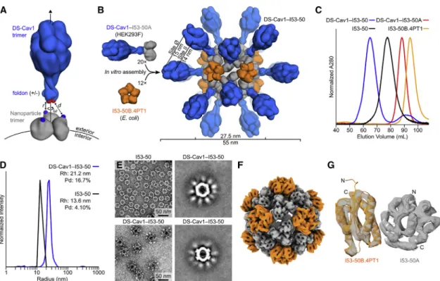 Figure 1. Design, In Vitro Assembly, and Structural Characterization of DS-Cav1-I53-50