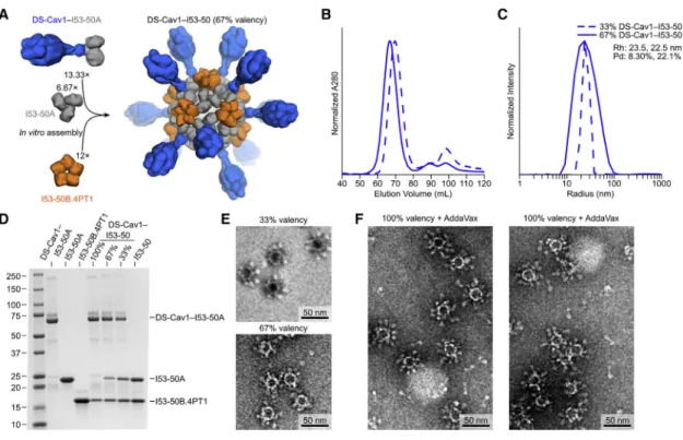 Figure 3. Preparation and Formulation of Nanoparticle Immunogens