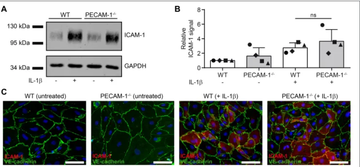FIGURE 7 | Lack of endothelial PECAM-1 does not affect expression levels of ICAM-1 on pMBMECs