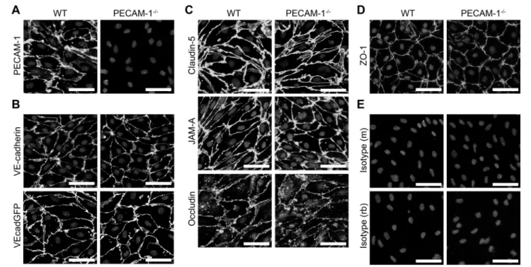 FIGURE 3 | PECAM-1 −/− pMBMECs display an intact junctional architecture. Immunofluorescent stainings of WT and PECAM-1 −/− pMBMEC monolayers were performed for PECAM-1 (A), VE-cadherin (B), claudin-5 (C), JAM-A (C), occludin (C), and ZO-1 (D)