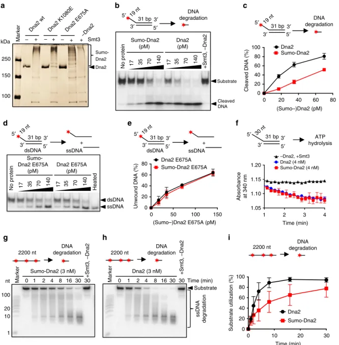 Fig. 2 Sumoylation of Dna2 attenuates its nuclease but not its helicase activity in vitro