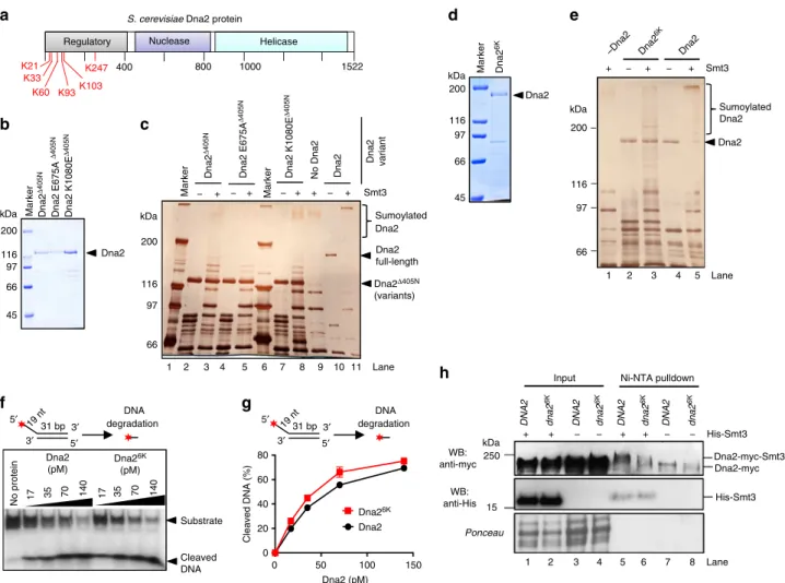 Fig. 3 Sumoylation targets the N-terminal regulatory domain of Dna2. a A schematic representation of Dna2 domain structure