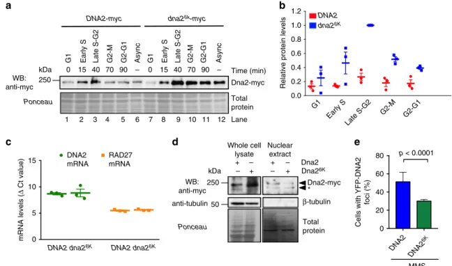 Fig. 4 Sumoylation targets Dna2 for degradation. a A representative western blot comparing the levels of Dna2 vs