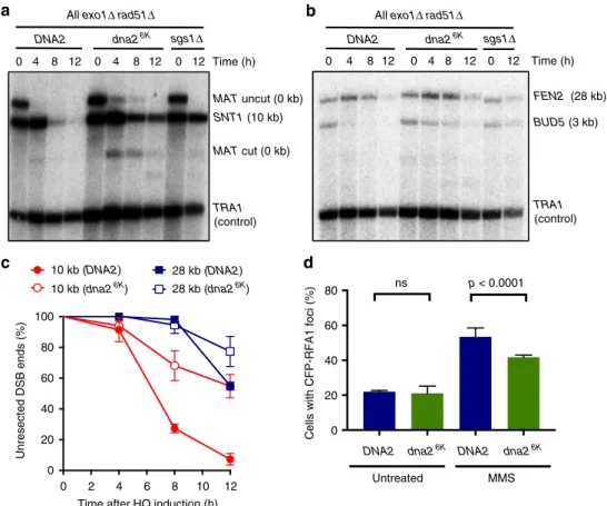 Fig. 5 Non-sumoylatable dna2 6K cells are impaired in resection of HO-induced DNA breaks