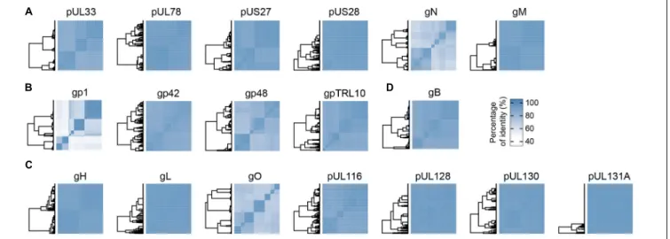 FIGURE 1 | Conservation matrices of HCMV proteins integral to the virion envelope. Percentage of amino acids identity is represented as matrices using hierarchical clusters from the “ComplexHeatmap” R package
