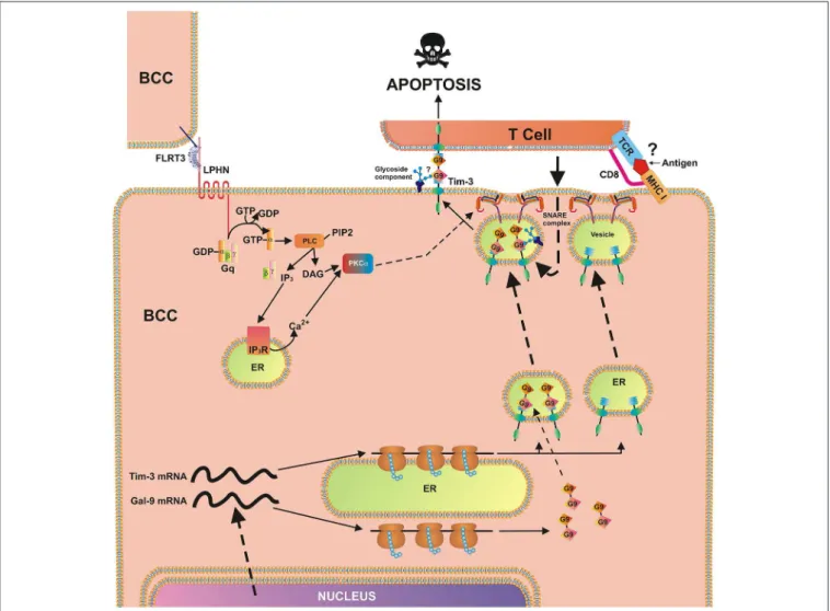 FIGURE 7 | Breast cancer cell-based pathobiochemical pathways showing LPHN-induced activation of PKCα, which triggers the translocation of Tim-3 and galectin-9 onto the cell surface which is required for immune escape