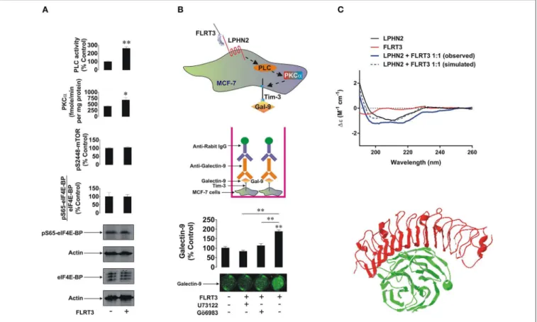 FIGURE 4 | FLRT3 induces translocation of galectin-9 onto the surface of MCF-7 breast cancer cells