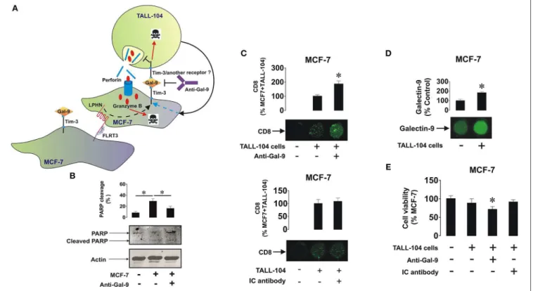 FIGURE 5 | Galectin-9 protects MCF-7 cells against T cell-dependent cytotoxic immune attack