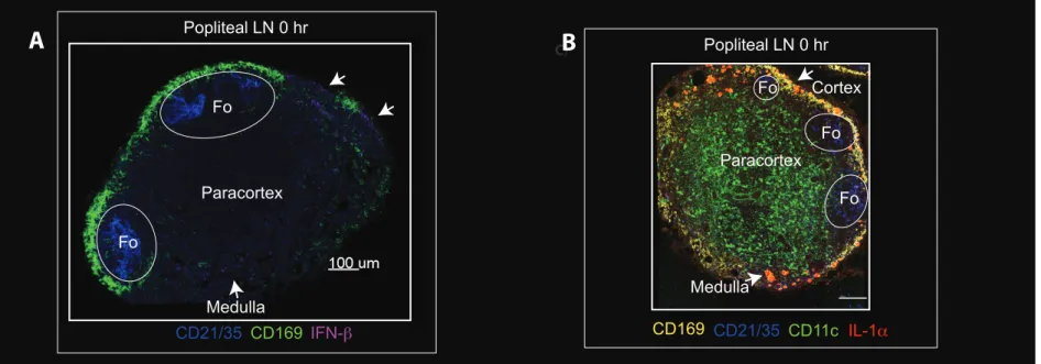 Figure S3. Related to Figure 5: Constitutive expression of IFN-β and IL-1α in LN.
