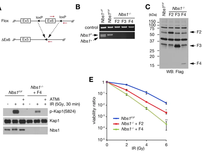 Figure S3. Veriﬁcation and analysis of rescue cell lines, Related to Figure 3.