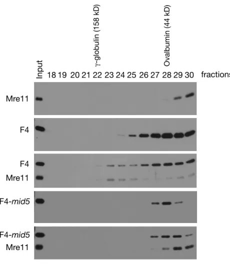 Figure S5. Gel ﬁltration of Mre11 and Nbs1-F4 complex by Superdex 200, Related to Figure 4