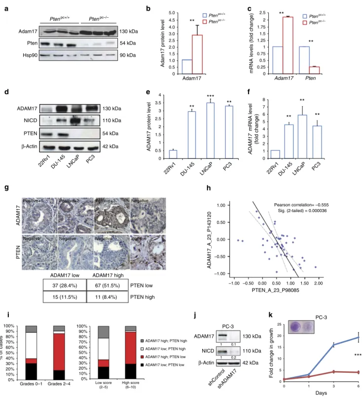 Figure 4 | ADAM17 is upregulated in PCa. (a) WB showing the protein levels of Adam17 in Pten pc  /  tumours compared with Pten pc þ /þ WT prostates.