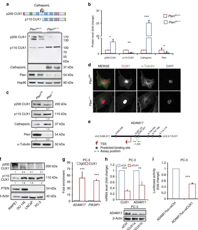 Figure 5 | CUX1 regulates ADAM17 expression in prostate tumour. (a) Schematic representation of the full-length CUX1 (p200 CUX1) and its oncogenic isoform (p110 CUX1)