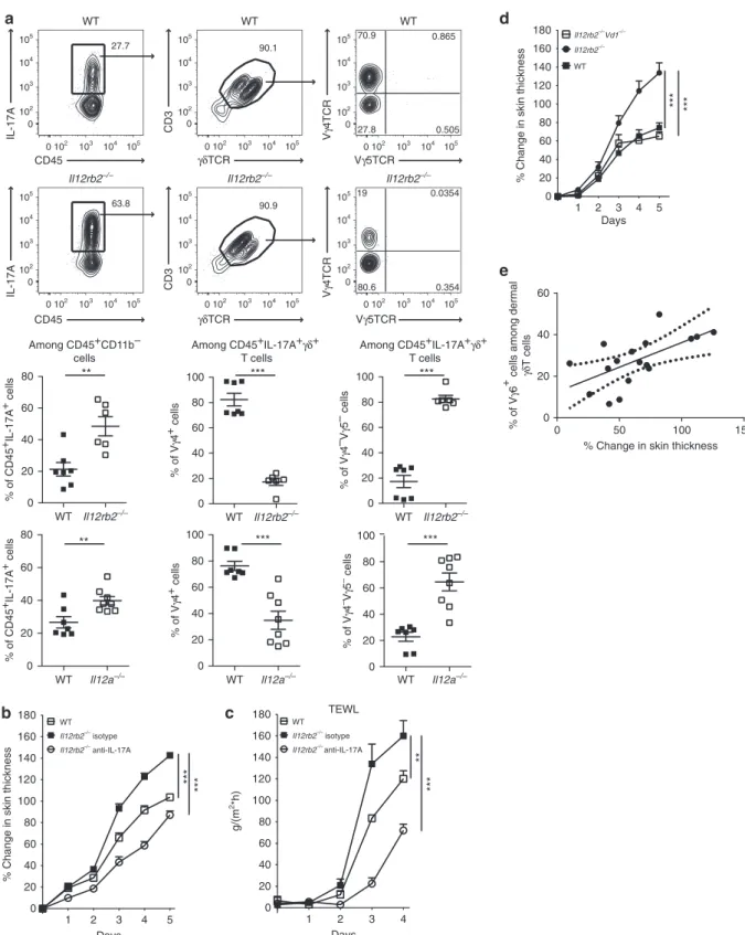 Figure 3 | Vc6 þ cdT17 exacerbate psoriasiform inﬂammation. WT, Il12a  / , Il12rb2  / and Il12rb2  / Vd1  /  mice were treated with Aldara for 6 days