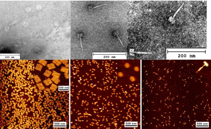 Figure S1. (Top) TEM images of: (from left) nanodisc and nanopillar. (Bottom) AFM images of: 