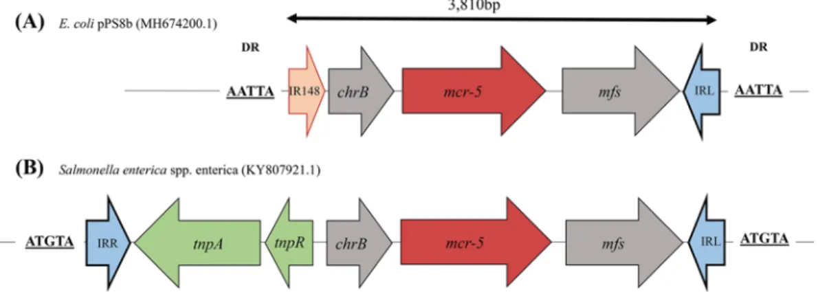 FIG 1 (A and B) Schematic representation of the mcr-5 cassette inserted into the pPS8b plasmid (A) and comparison with a similar structure previously described (B)