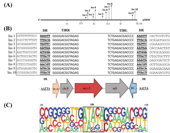 FIG 3 Target site analysis of the mcr-5 cassette. (A) Schematic representation of the positions of the integration sites of the MITE-like structure onto plasmid pOX38